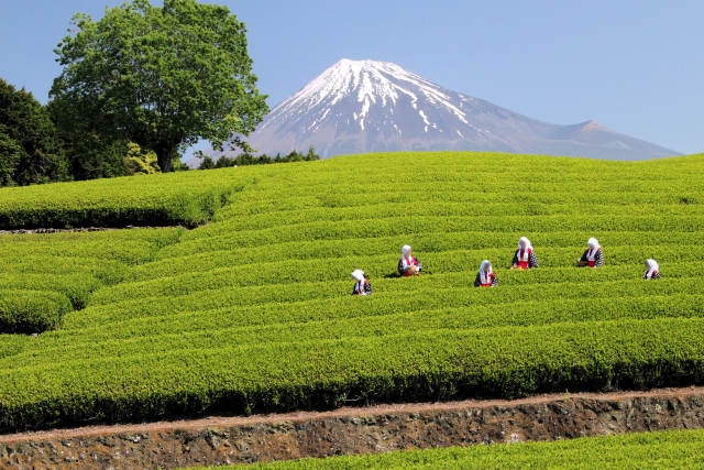 About Us: Discover Authentic Japanese&nbsp;Tea